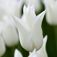 White Triumphator