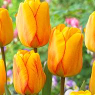 Blushing Apeldoorn