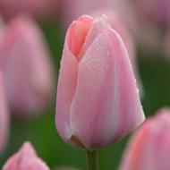 Mystic Van Eijk