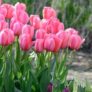 Pink Impression