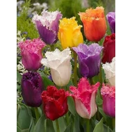 Kőröshegy Kedvencei - 30 db-os válogatás - Fringed Mixed