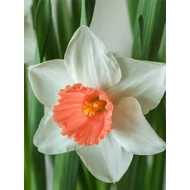 Sofia Geertruida Sofia Geertruida