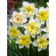 Napfény játéka - Changing Colour - 30 db-os  nárcisz válogatás Napfény játéka - Changing Colour - 30 db-os  nárcisz válogatás