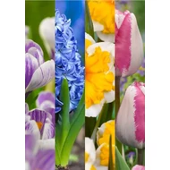 Ébredő Tavasz - 50 db-os Lasagne virághagyma válogatás Ébredő Tavasz - 50 db-os Lasagne virághagyma válogatás