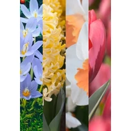 Szirmok kavalkádja - 40 db-os Lasagne virághagyma válogatás Szirmok kavalkádja - 40 db-os Lasagne virághagyma válogatás