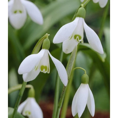 Óriás hóvirághagyma ( Galanthus Elwesii)