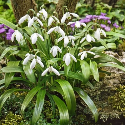  Pompás Hóvirághagyma (Galanthus woronowii)