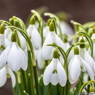  Pompás Hóvirághagyma (Galanthus woronowii)