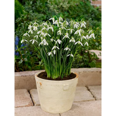 Óriás hóvirághagyma ( Galanthus Elwesii)