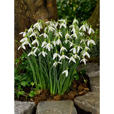 Óriás hóvirághagyma ( Galanthus Elwesii)