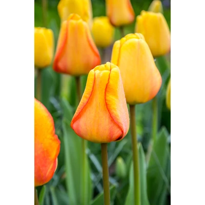 Blushing Apeldoorn