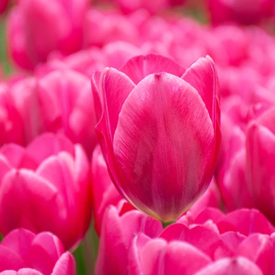 Pink Ardour