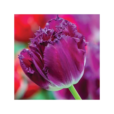 Purple Crystal