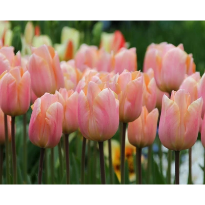 Apricot Beauty
