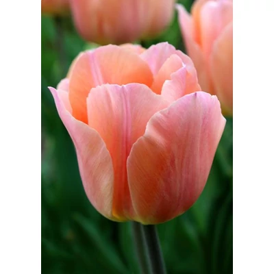Apricot Beauty