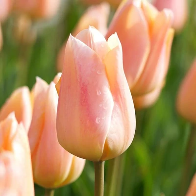 Apricot Beauty