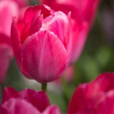 Lady Van Eijk