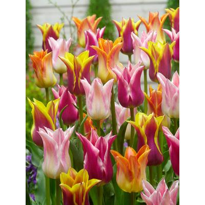 Lily Flowering mix