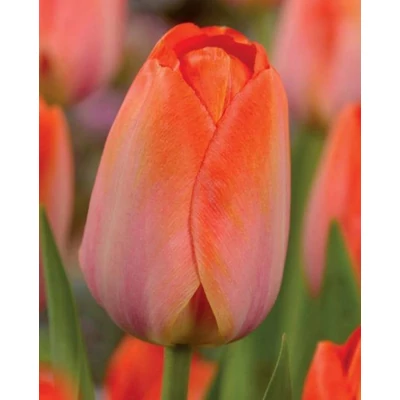 Orange Van Eijk