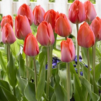 Orange Van Eijk