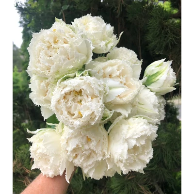 Snow Crystal