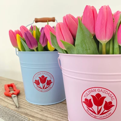 Tulipán box 