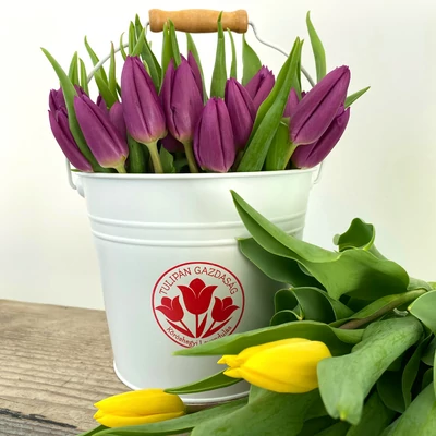 Tulipán box 