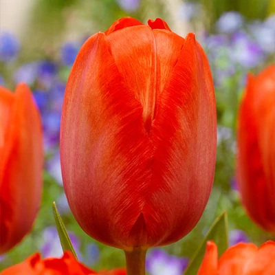 Orange Van Eijk