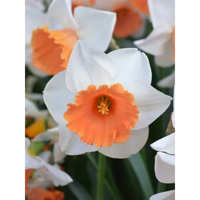 Szirmok kavalkádja - 40 db-os Lasagne virághagyma válogatás