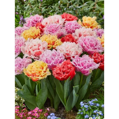 Double Fringed Mixed