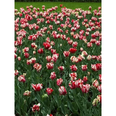 Estella Rijnveld