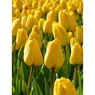 Golden Parade