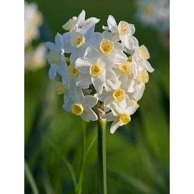 Grand Primo Citroniere