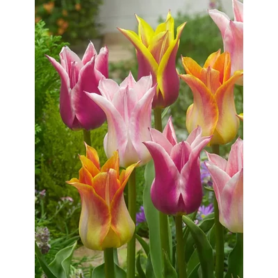 Én Kicsi Kertem - 50 db-os válogatás - Lily Flowering Mix