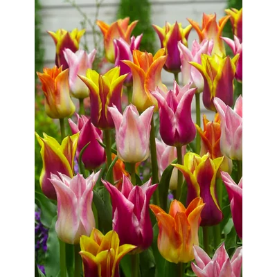 Én Kicsi Kertem - 50 db-os válogatás - Lily Flowering Mix
