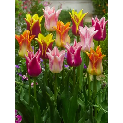 Én Kicsi Kertem - 50 db-os válogatás - Lily Flowering Mix