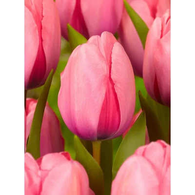 Pink Impression