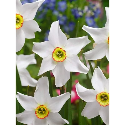 Poeticus Recurvus Pheasant Eye