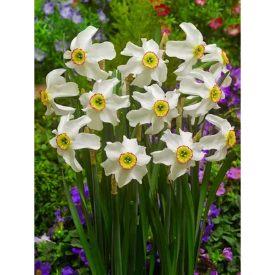 Poeticus Recurvus Pheasant Eye