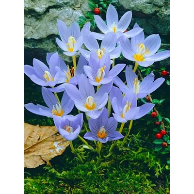 Pulchellus / Őszi krókusz