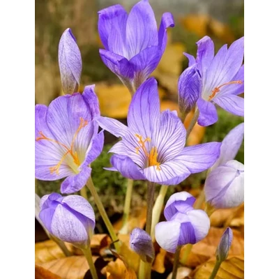 Pulchellus / Őszi krókusz