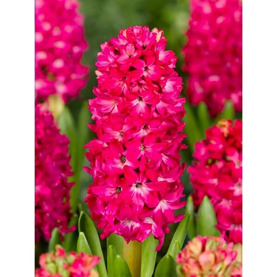 Tavaszi virágözön (1) - 60 db-os Lasagne virághagyma válogatás