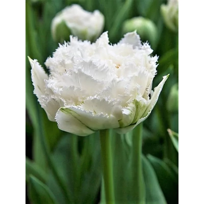 Snow Crystal
