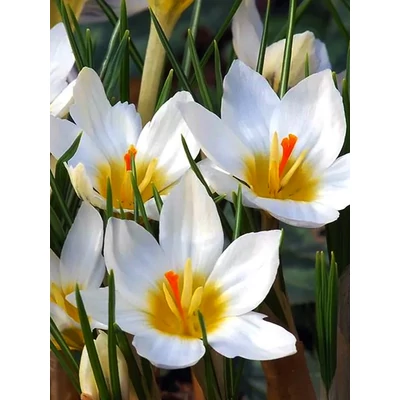 Tavaszi virágözön (1) - 60 db-os Lasagne virághagyma válogatás