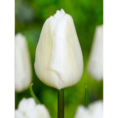 White Prince