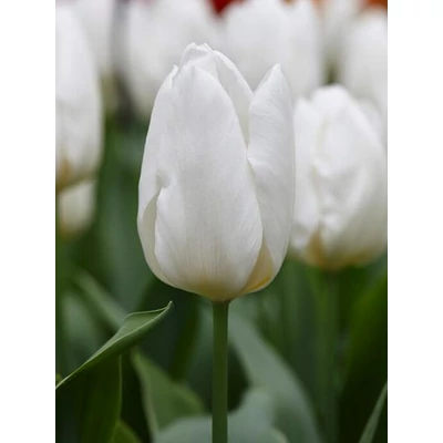 White Prince