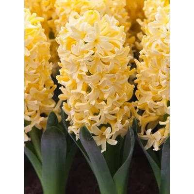 Szirmok kavalkádja - 40 db-os Lasagne virághagyma válogatás