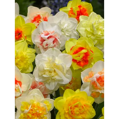 Szirmok bálja - Double Mixed - 30 db-os nárcisz válogatás