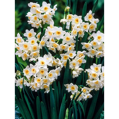 Grand Primo Citroniere