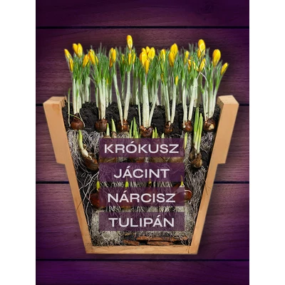 Szirmok kavalkádja - 40 db-os Lasagne virághagyma válogatás